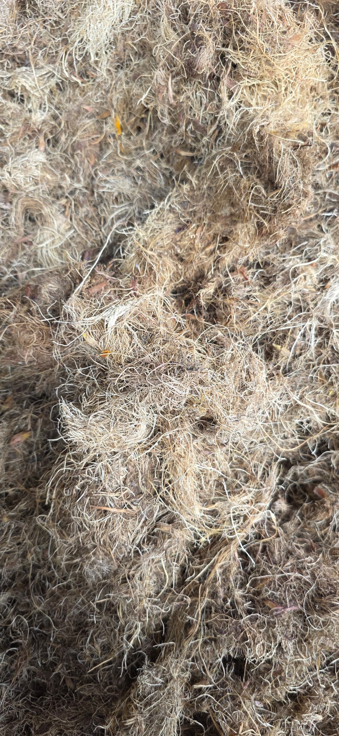 S-EFB Shredded empty fruit bunch