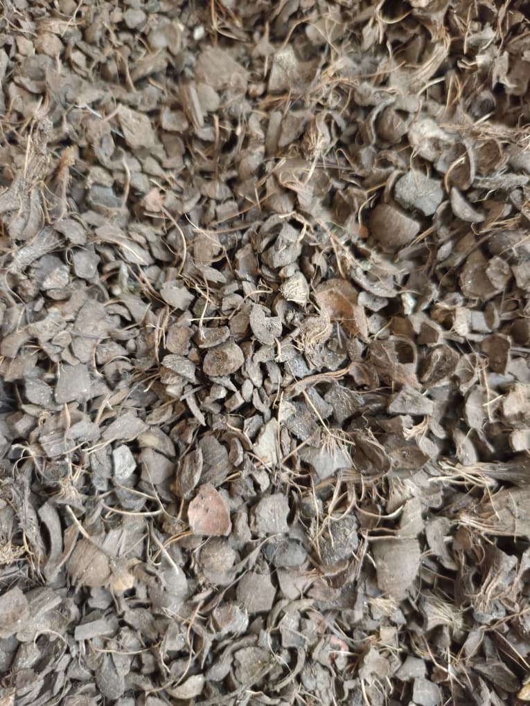 palm kernel shell -1