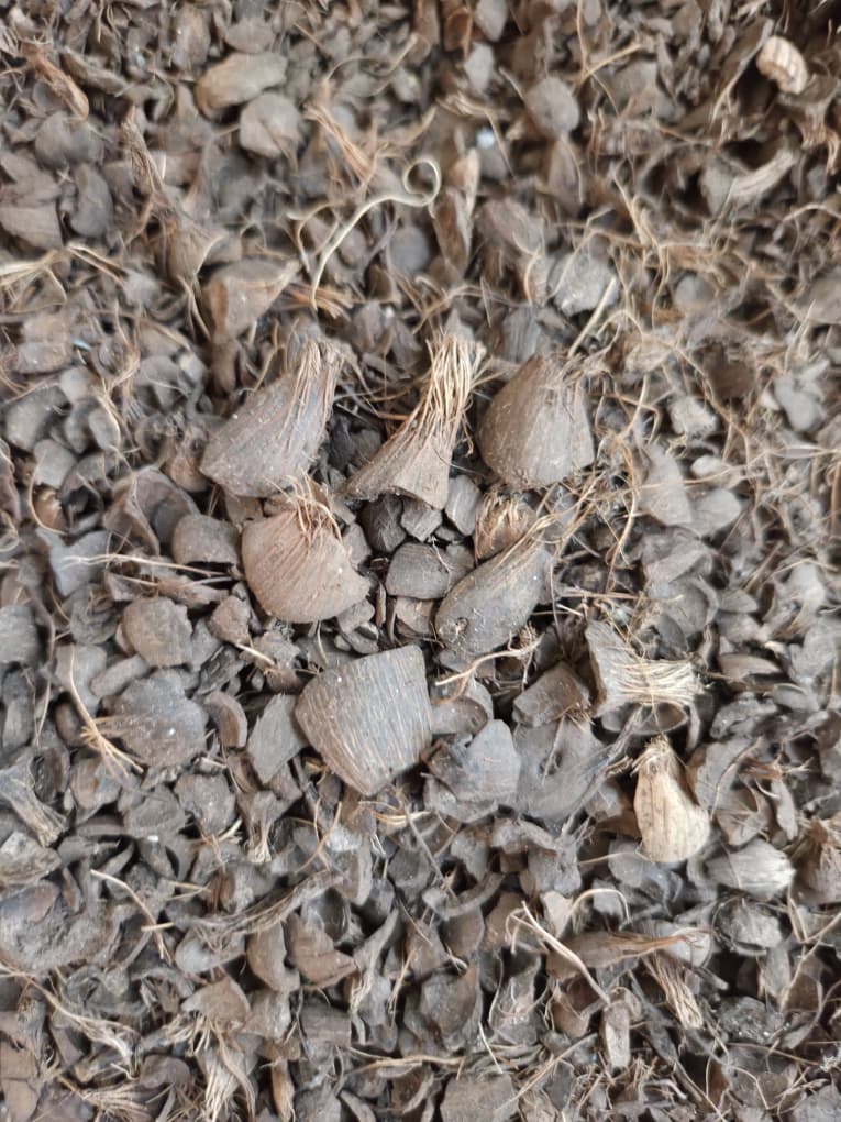 palm kernel shell -2